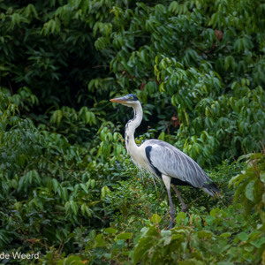 2019-09-21 - Blauwe reiger (Ardea cinerea)<br/>Rio Yacuma - Santa Rosa - Bolivia<br/>Canon EOS 7D Mark II - 300 mm - f/5.6, 1/640 sec, ISO 1600