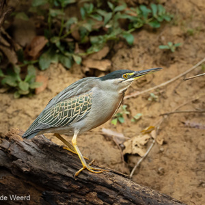 2019-09-21 - Mangrovereiger (Butorides striata)<br/>Rio Yacuma - Santa Rosa - Bolivia<br/>Canon EOS 7D Mark II - 271 mm - f/5.6, 1/400 sec, ISO 1600