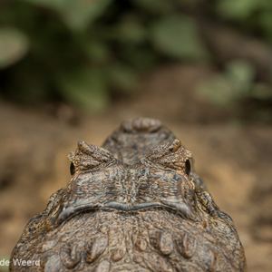 2019-09-21 - Het lijkt wel de kop van een kikker<br/>Rio Yacuma - Santa Rosa - Bolivia<br/>Canon EOS 7D Mark II - 400 mm - f/6.3, 1/500 sec, ISO 1600