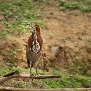 2019-09-21 - Rosse tijgerroerdomp (Tigrisoma lineatum)<br/>Rio Yacuma - Santa Rosa - Bolivia<br/>Canon EOS 7D Mark II - 271 mm - f/6.3, 1/400 sec, ISO 1600