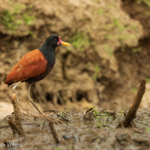 2019-09-21 - Leljacana (Jacana jacana, wattled jacana)<br/>Rio Yacuma - Santa Rosa - Bolivia<br/>Canon EOS 7D Mark II - 400 mm - f/6.3, 1/400 sec, ISO 1600