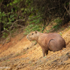 2019-09-21 - Cabibara in karakteristieke houding<br/>Rio Yacuma - Santa Rosa - Bolivia<br/>Canon EOS 7D Mark II - 400 mm - f/6.3, 1/500 sec, ISO 1600