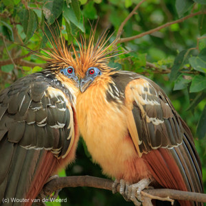 2019-09-21 - Love birds<br/>Rio Yacuma - Santa Rosa - Bolivia<br/>Canon EOS 7D Mark II - 400 mm - f/6.3, 1/320 sec, ISO 1600