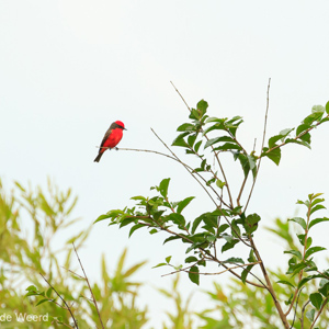 2019-09-21 - Rode tiran (Pyrocephalus rubinus, Vermilion flycatcher)<br/>Rio Yacuma - Santa Rosa - Bolivia<br/>Canon EOS 7D Mark II - 400 mm - f/6.3, 1/1000 sec, ISO 1600
