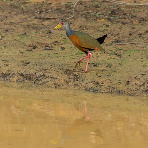 2019-09-21 - Cayennebosral (Aramides cajaneus, Grey-necked wood rail)<br/>Rio Yacuma - Santa Rosa - Bolivia<br/>Canon EOS 7D Mark II - 148 mm - f/5.6, 1/1000 sec, ISO 1600