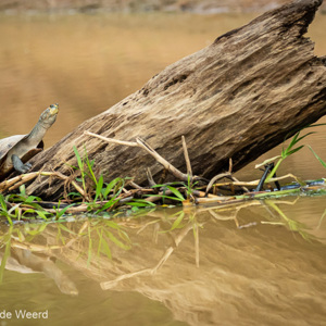 2019-09-21 - Schildpad<br/>Rio Yacuma - Santa Rosa - Bolivia<br/>Canon EOS 7D Mark II - 176 mm - f/5.6, 1/1000 sec, ISO 1600