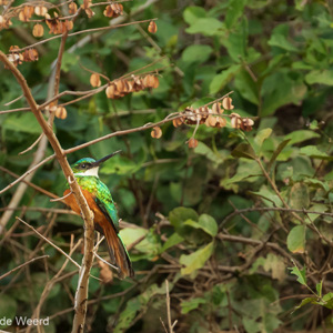 2019-09-21 - Roodstaartglansvogel (Galbula ruficauda, Rufous-tailed Jacamar)<br/>Rio Yacuma - Santa Rosa - Bolivia<br/>Canon EOS 7D Mark II - 400 mm - f/5.6, 1/500 sec, ISO 1600
