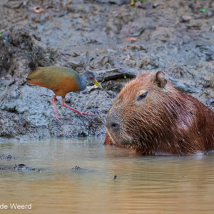 2019-09-21 - Capibara en een Cayennebosral<br/>Rio Yacuma - Santa Rosa - Bolivia<br/>Canon EOS 7D Mark II - 158 mm - f/5.6, 1/250 sec, ISO 1600