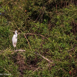 2019-09-21 - Grote zilverreiger<br/>Rio Yacuma - Santa Rosa - Bolivia<br/>Canon EOS 7D Mark II - 100 mm - f/5.6, 1/1000 sec, ISO 1000