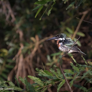 2019-09-21 - Amazoneijsvogel (Chloroceryle amazona, Amazon kingfisher)<br/>Rio Yacuma - Santa Rosa - Bolivia<br/>Canon EOS 7D Mark II - 400 mm - f/5.6, 1/640 sec, ISO 1600