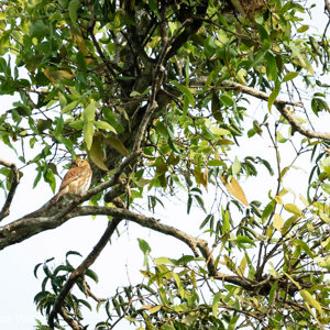 2019-09-21 - Dwerguil (Glaucidium, Pygmee owl)<br/>Rio Yacuma - Santa Rosa - Bolivia<br/>Canon EOS 7D Mark II - 400 mm - f/5.6, 1/400 sec, ISO 1600