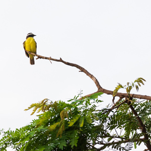 2019-09-21 - Kleine kiskadie (Pitangus lictor, Lesser kiskadee)<br/>Rio Yacuma - Santa Rosa - Bolivia<br/>Canon EOS 7D Mark II - 255 mm - f/5.6, 1/200 sec, ISO 1600