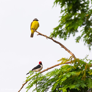 2019-09-21 - Kleine kiskadie (Pitangus lictor, Lesser kiskadee) en Zwartkeelk<br/>Rio Yacuma - Santa Rosa - Bolivia<br/>Canon EOS 7D Mark II - 227 mm - f/5.6, 1/160 sec, ISO 1600