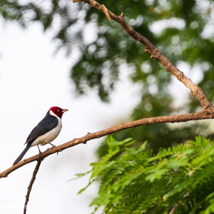2019-09-21 - Zwartkeelkardinaal (Paroaria gularis, Red-capped cardinal)<br/>Rio Yacuma - Santa Rosa - Bolivia<br/>Canon EOS 7D Mark II - 400 mm - f/5.6, 1/125 sec, ISO 1600