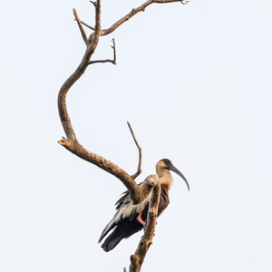 2019-09-21 - Geelhalsibis (Theristicus caudatus, Buff-necked ibis)<br/>Rio Yacuma - Santa Rosa - Bolivia<br/>Canon EOS 7D Mark II - 349 mm - f/5.6, 1/160 sec, ISO 1600