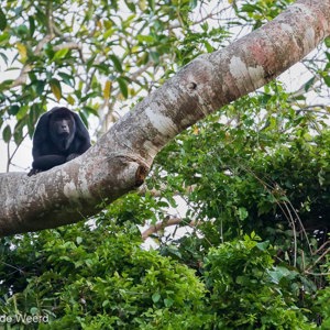 2019-09-21 - Zwarte brulaap (Black howler monkey)<br/>Rio Yacuma - Santa Rosa - Bolivia<br/>Canon EOS 7D Mark II - 400 mm - f/5.6, 0.05 sec, ISO 1600