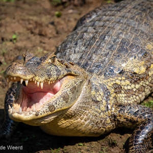 2019-09-22 - Gevaarlijke bek vol tanden<br/>Rio Yacuma - Santa Rosa - Bolivia<br/>Canon EOS 7D Mark II - 400 mm - f/5.6, 1/2500 sec, ISO 1600