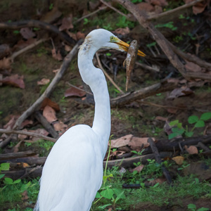 2019-09-22 - Grote zilverreiger met gevangen vis<br/>Rio Yacuma - Santa Rosa - Bolivia<br/>Canon EOS 7D Mark II - 200 mm - f/8.0, 1/250 sec, ISO 1600