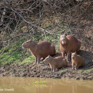 2019-09-22 - Familie Capibara<br/>Rio Yacuma - Santa Rosa - Bolivia<br/>Canon EOS 7D Mark II - 100 mm - f/8.0, 1/400 sec, ISO 1600