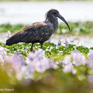 2019-09-22 - Grijze ibis (Theristicus caerulescens, Plumbeous Ibis)<br/>Santa Rosa - Bolivia<br/>Canon EOS 7D Mark II - 400 mm - f/5.6, 1/800 sec, ISO 400