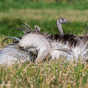 2019-09-22 - Nandoe (Rhea americana, Greater Rhea)<br/>Santa Rosa - Bolivia<br/>Canon EOS 7D Mark II - 400 mm - f/5.6, 1/1250 sec, ISO 400