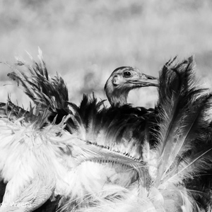 2019-09-22 - Nandoe (Rhea americana, Greater Rhea)<br/>Santa Rosa - Bolivia<br/>Canon EOS 7D Mark II - 400 mm - f/5.6, 1/1600 sec, ISO 400