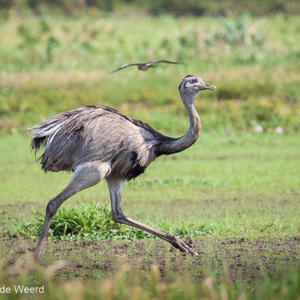 2019-09-22 - Nandoe (Rhea americana, Greater Rhea)<br/>Santa Rosa - Bolivia<br/>Canon EOS 7D Mark II - 400 mm - f/5.6, 1/640 sec, ISO 400