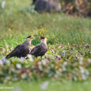 2019-09-22 - Zuidelijke Kuifcaracara (Caracara plancus,  Southern crested car<br/>Santa Rosa - Bolivia<br/>Canon EOS 7D Mark II - 400 mm - f/5.6, 1/640 sec, ISO 400