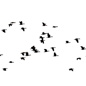 2019-09-22 - Eend silhouetten<br/>Santa Rosa - Bolivia<br/>Canon EOS 7D Mark II - 400 mm - f/5.6, 1/2500 sec, ISO 400