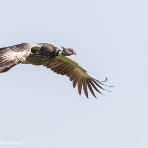 2019-09-22 - Kuifhoenderkoet (Chauna torquata, Southern screamer)<br/>Santa Rosa - Bolivia<br/>Canon EOS 7D Mark II - 400 mm - f/5.6, 1/1000 sec, ISO 400