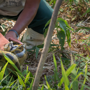 2019-09-22 - Onze gids greep de Anaconda bij de kop<br/>Santa Rosa - Bolivia<br/>Canon EOS 7D Mark II - 100 mm - f/5.6, 1/200 sec, ISO 400