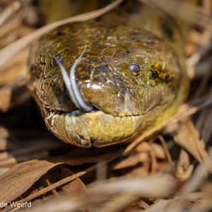 2019-09-22 - Best heftig, een grote Anaconda zo van dichtbij<br/>Santa Rosa - Bolivia<br/>Canon EOS 7D Mark II - 400 mm - f/5.6, 1/640 sec, ISO 400