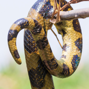 2019-09-22 - De staart van de Anaconda<br/>Santa Rosa - Bolivia<br/>Canon EOS 7D Mark II - 182 mm - f/5.6, 1/400 sec, ISO 400