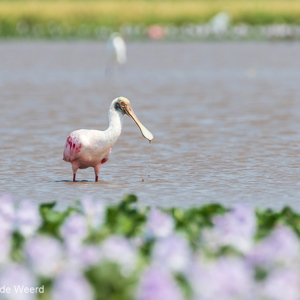 2019-09-22 - Roze lepelaar (Platalea ajaja, Roseate spoonbill)<br/>Santa Rosa - Bolivia<br/>Canon EOS 7D Mark II - 400 mm - f/5.6, 1/1000 sec, ISO 400