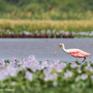 2019-09-22 - Roze lepelaar (Platalea ajaja, Roseate spoonbill)<br/>Santa Rosa - Bolivia<br/>Canon EOS 7D Mark II - 400 mm - f/5.6, 1/1000 sec, ISO 400