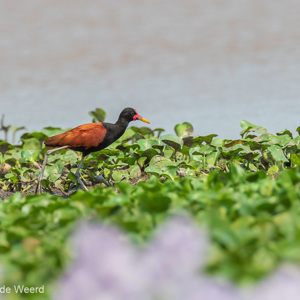 2019-09-22 - Leljacana (Jacana jacana, wattled jacana)<br/>Santa Rosa - Bolivia<br/>Canon EOS 7D Mark II - 400 mm - f/8.0, 1/500 sec, ISO 400