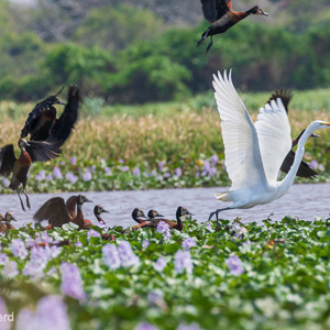 2019-09-22 - Grote zilverreiger en Witwangfluiteenden<br/>Santa Rosa - Bolivia<br/>Canon EOS 7D Mark II - 400 mm - f/8.0, 1/500 sec, ISO 400