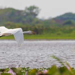 2019-09-22 - Grote zilverreiger in vlucht<br/>Santa Rosa - Bolivia<br/>Canon EOS 7D Mark II - 400 mm - f/8.0, 1/640 sec, ISO 400