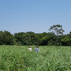 2019-09-22 - Carin en onze gids verdwijnen bijna in het riet<br/>Santa Rosa - Bolivia<br/>SM-G935F - 4.2 mm - f/1.7, 1/3800 sec, ISO 50