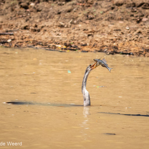 2019-09-22 - Slangenhalsvogel met vis<br/>Rio Yacuma - Santa Rosa - Bolivia<br/>Canon EOS 7D Mark II - 100 mm - f/5.6, 1/1250 sec, ISO 640