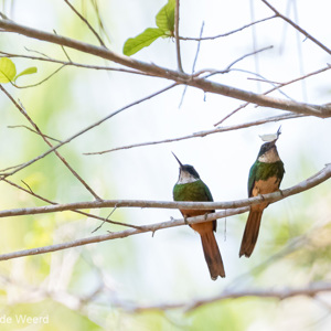 2019-09-22 - Blauwkruinglansvogel (Galbula cyanescens, Bluish-fronted Jacamar<br/>Caracoles Ecolodge - Santa Rosa - Bolivia<br/>Canon EOS 7D Mark II - 400 mm - f/5.6, 1/640 sec, ISO 1600