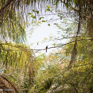 2019-09-22 - Blauwkruinglansvogel in de jungle<br/>Caracoles Ecolodge - Santa Rosa - Bolivia<br/>Canon EOS 7D Mark II - 100 mm - f/5.6, 1/1250 sec, ISO 800