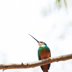 2019-09-22 - Blauwkruinglansvogel (Galbula cyanescens, Bluish-fronted Jacamar<br/>Caracoles Ecolodge - Santa Rosa - Bolivia<br/>Canon EOS 7D Mark II - 300 mm - f/5.6, 1/800 sec, ISO 1600