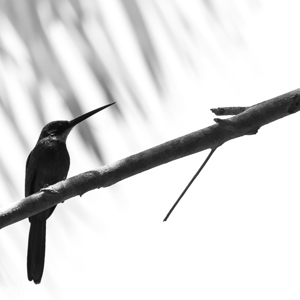 2019-09-22 - Blauwkruinglansvogel (Galbula cyanescens, Bluish-fronted Jacamar<br/>Caracoles Ecolodge - Santa Rosa - Bolivia<br/>Canon EOS 7D Mark II - 286 mm - f/5.6, 1/2500 sec, ISO 1600