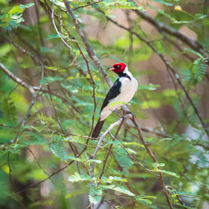 2019-09-22 - Zwartkeelkardinaal (Paroaria gularis, Red-capped cardinal)<br/>Caracoles Ecolodge - Santa Rosa - Bolivia<br/>Canon EOS 7D Mark II - 278 mm - f/5.6, 1/320 sec, ISO 1600