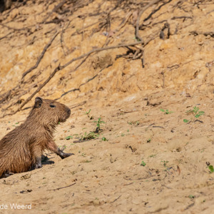 2019-09-22 - Capibara jonkie<br/>Rio Yacuma - Santa Rosa - Bolivia<br/>Canon EOS 7D Mark II - 400 mm - f/8.0, 1/2000 sec, ISO 1600