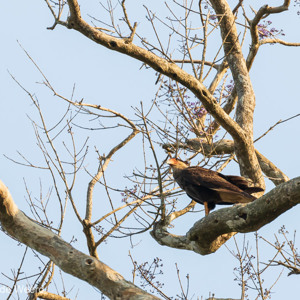 2019-09-22 - Kuifcaracara (Caracara plancus, Southern Caracara)<br/>Rio Yacuma - Santa Rosa - Bolivia<br/>Canon EOS 7D Mark II - 400 mm - f/5.6, 1/500 sec, ISO 400