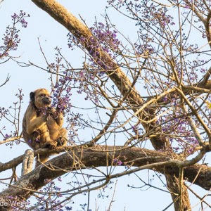 2019-09-22 - Zwarte brulaap (vrouwtje)<br/>Rio Yacuma - Santa Rosa - Bolivia<br/>Canon EOS 7D Mark II - 400 mm - f/5.6, 1/500 sec, ISO 400