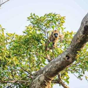 2019-09-22 - Zwarte brulaap (vrouwtje)<br/>Rio Yacuma - Santa Rosa - Bolivia<br/>Canon EOS 7D Mark II - 400 mm - f/5.6, 1/250 sec, ISO 400