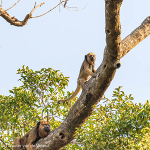 2019-09-22 - Zwarte brulapen (vrouwtjes)<br/>Rio Yacuma - Santa Rosa - Bolivia<br/>Canon EOS 7D Mark II - 400 mm - f/5.6, 1/500 sec, ISO 400